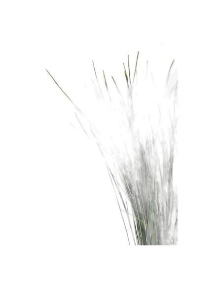 Gros plan sur les feuilles linéaires du xérophyllum stabilisé