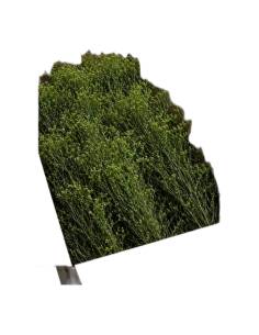 Carton ouvert de genêt stabilisé en vrac, branches vertes aux petits bourgeons