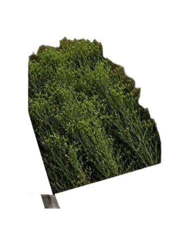 Carton ouvert de genêt stabilisé en vrac, branches vertes aux petits bourgeons