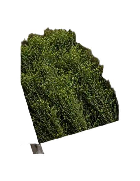 Carton ouvert de genêt stabilisé en vrac, branches vertes aux petits bourgeons