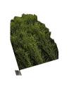 Carton ouvert de genêt stabilisé en vrac, branches vertes aux petits bourgeons