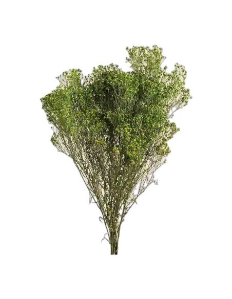 Botte de genêt stabilisé vert, branches fines ramifiées, sur fond beige