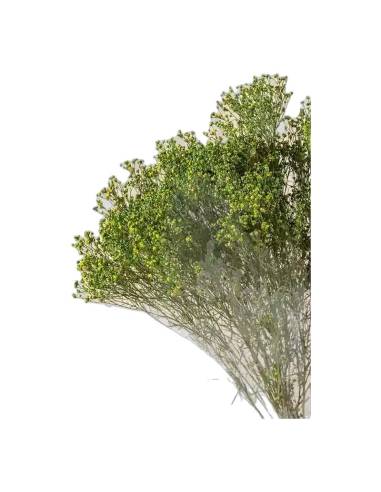 Genêt stabilisé, branches fines à petits bourgeons, vue 2 sur 4