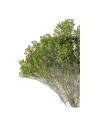 Genêt stabilisé, branches fines à petits bourgeons, vue 2 sur 4