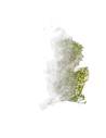 Genêt stabilisé, branches fines à petits bourgeons, vue 3 sur 4