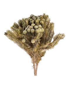 Botte de brunia albiflora stabilisé gris vert, boules rondes au bout des tiges