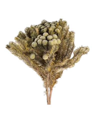 Botte de brunia albiflora stabilisé gris vert, boules rondes au bout des tiges