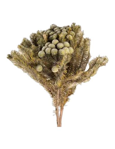 Botte de brunia albiflora stabilisé gris vert, boules rondes au bout des tiges