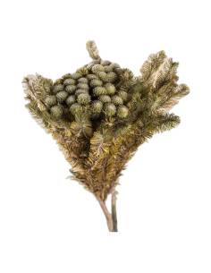 Botte de brunia albiflora stabilisé gris vert, boules rondes au bout des tiges 2