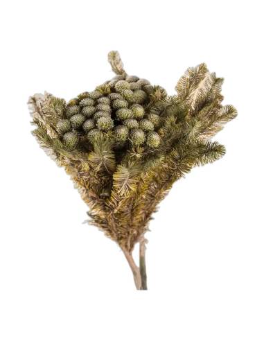 Brunia albiflora stabilisé gris vert, vue d'ensemble de la botte