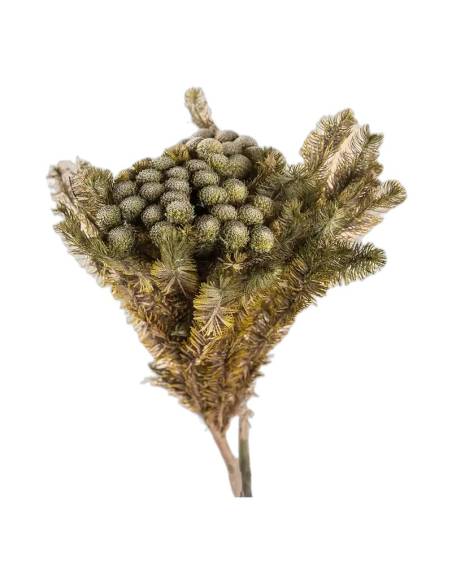 Brunia albiflora stabilisé gris vert, vue d'ensemble de la botte