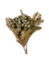 Brunia albiflora stabilisé gris vert, vue d'ensemble de la botte