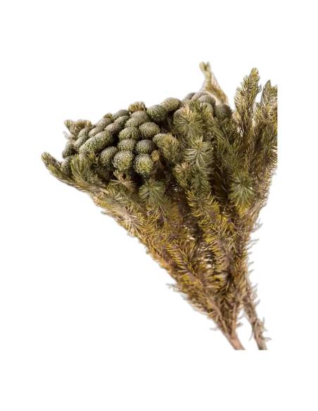 Gros plan sur les boules feutrées du brunia albiflora stabilisé gris vert