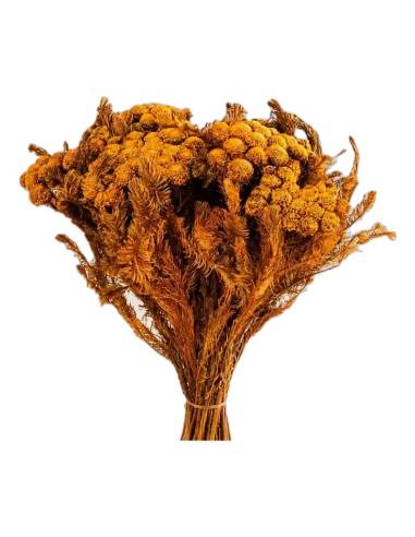 Botte de brunia albiflora stabilisé jaune vert, teinte orangée