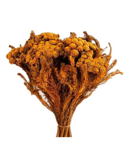 Botte de brunia albiflora stabilisé jaune vert, teinte orangée