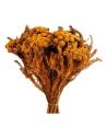 Botte de brunia albiflora stabilisé jaune vert, teinte orangée