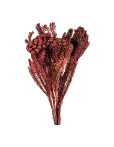 Botte de brunia albiflora stabilisé byzantin, rouge bordeaux