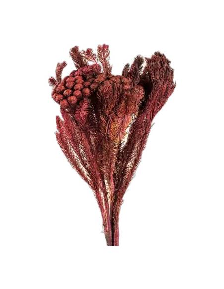 Botte de brunia albiflora stabilisé byzantin, rouge bordeaux