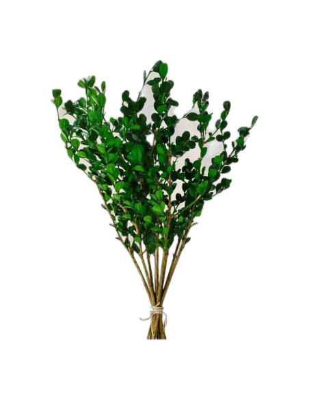 Botte de buis stabilisé vert liée par une ficelle, branches ramifiées à petites feuilles rondes