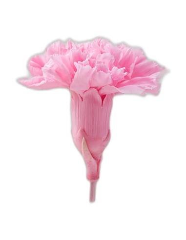 Tête d'œillet stabilisé rose pâle aux pétales frangés, avec son court reste de tige, sur fond uni