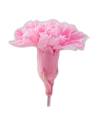 Tête d'œillet stabilisé rose pâle aux pétales frangés, avec son court reste de tige, sur fond uni
