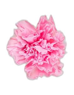 Tête d'œillet stabilisé rose pâle aux pétales frangés, avec son court reste de tige, sur fond uni 2