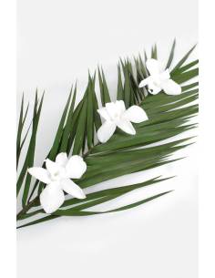 Orchidée Denbrodium Blanche x 1 2