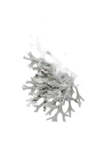Cinéraire stabilisée, gros plan sur les feuilles argentées en dentelle