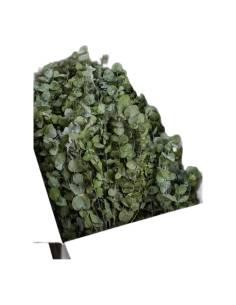 Carton ouvert rempli de branches d'eucalyptus cinerea stabilisé en vrac