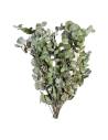 Botte de branches d'eucalyptus cinerea stabilisé aux feuilles rondes gris vert