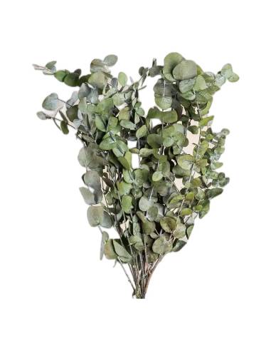 Botte d'eucalyptus cinerea stabilisé vert, feuilles rondes gris-vert, sur fond uni