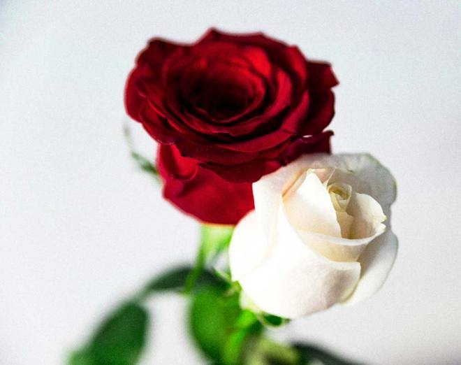 Rose &eacute;ternelle rouge et rose &eacute;ternelle blanche associ&eacute;es