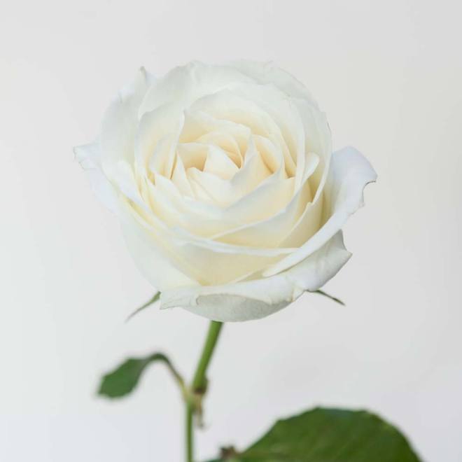 Rose éternelle ivoire sur tige