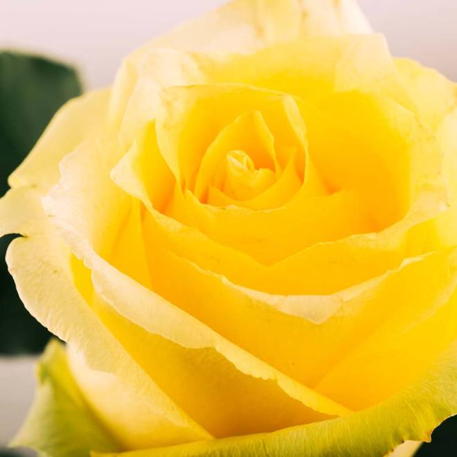 Rose éternelle jaune en gros plan