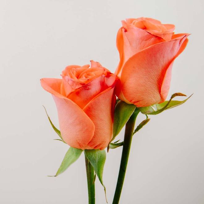 Deux roses &eacute;ternelles orange sur tige