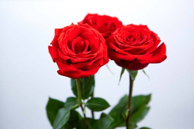 Deux roses &eacute;ternelles rouges sur tige