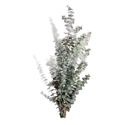Eucalyptus