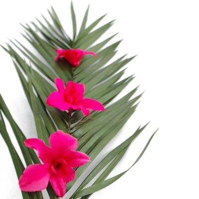 Orchidée