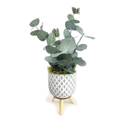 Plante d'intérieur