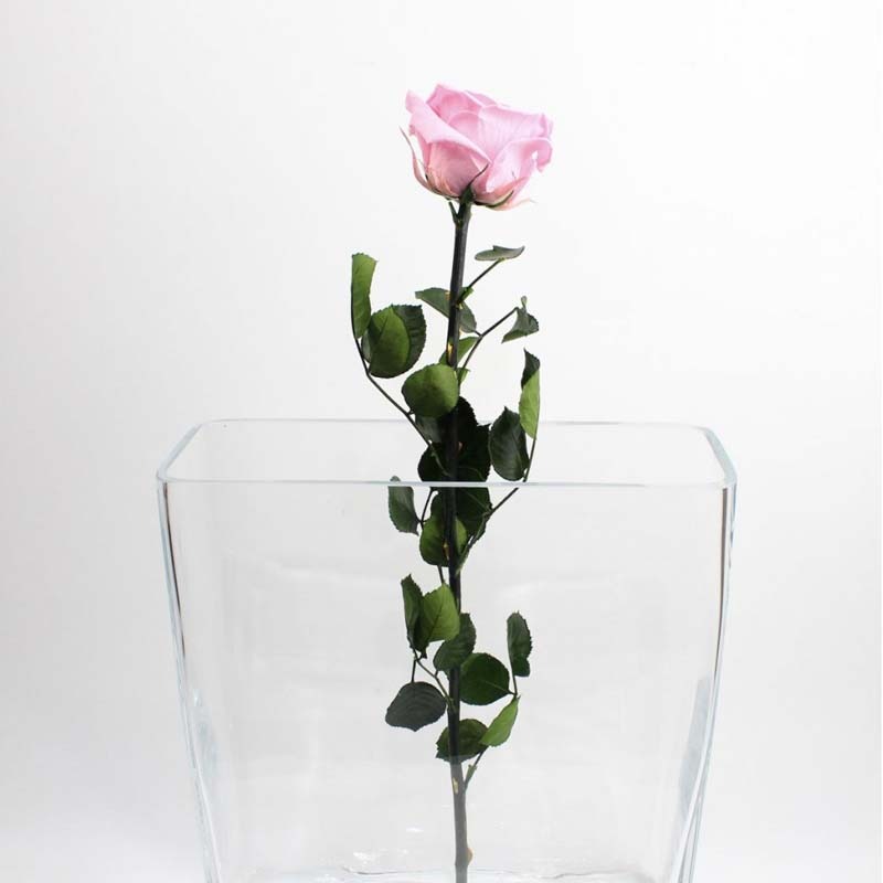 Cadeau floral éternel : dans quelles occasions offrir une rose stabilisée ?
