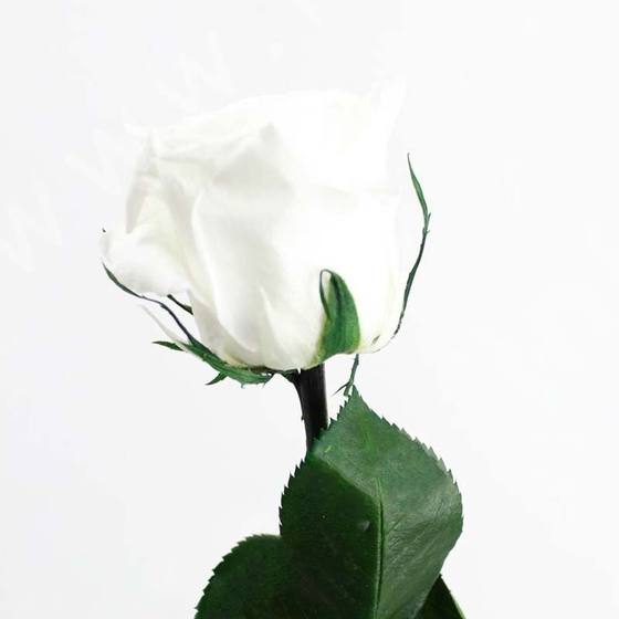 Rose éternelle blanche : quelle symbolique pour quel message ?