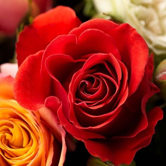Comment choisir la couleur idéale d'une rose éternelle selon le message à transmettre ?